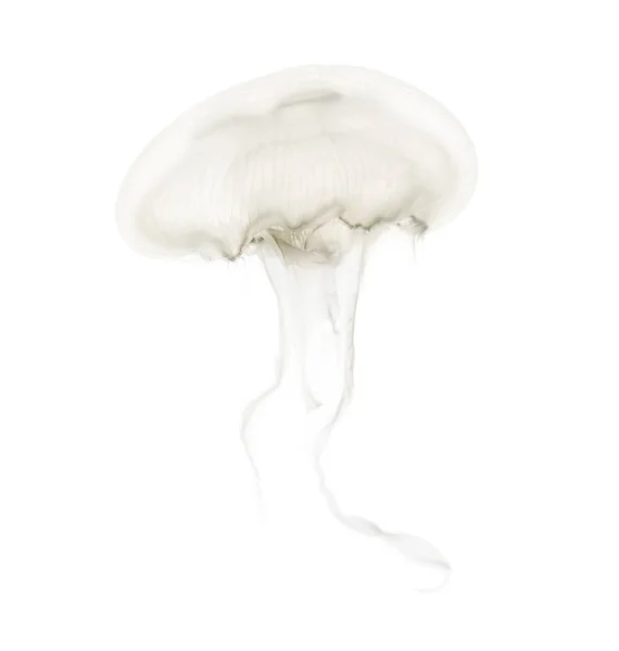 Aurelia aurita chiamata anche medusa comune contro la ba bianca — Foto Stock