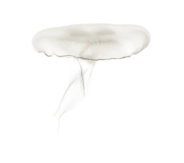 Aurelia aurita también llamada medusa común contra la ba blanca —  Fotos de Stock