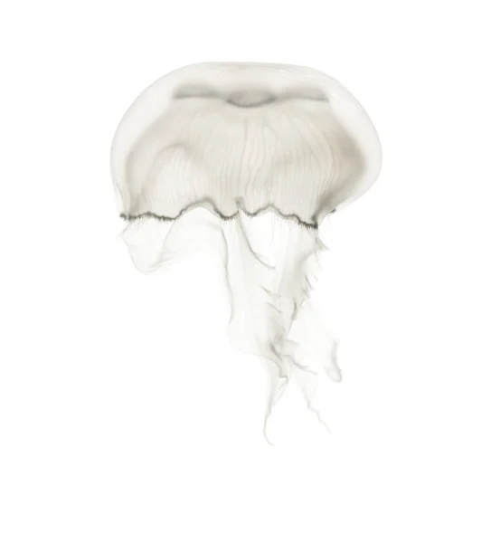 Аурелия аурита также называется общей медузы против белого ba — стоковое фото