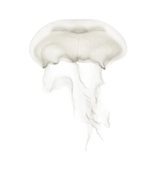 Aurelia aurita also called the common jellyfish against white ba — Stock Photo, Image