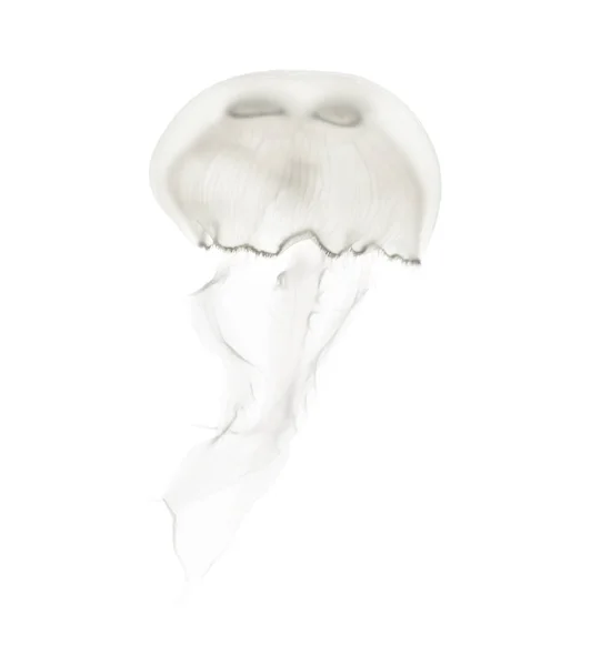 Aurelia aurita também chamado de medusa comum contra ba branca — Fotografia de Stock