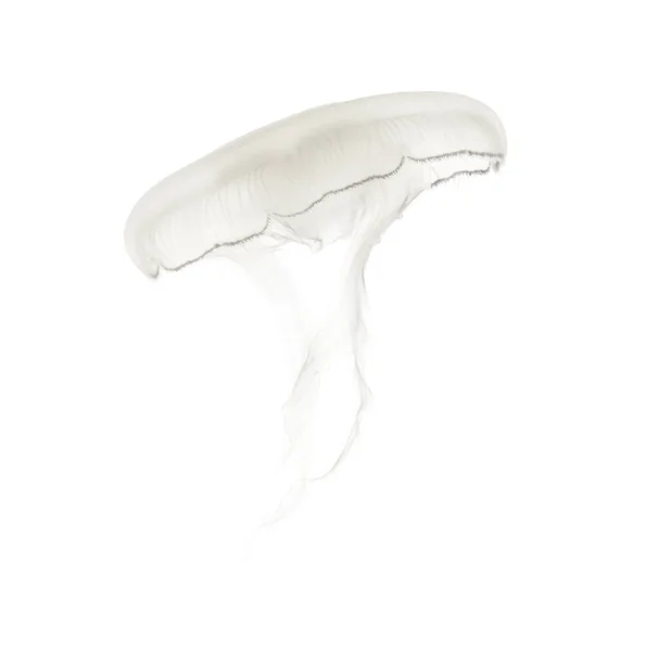 Aurelia aurita also called the common jellyfish against white ba — Stock Photo, Image