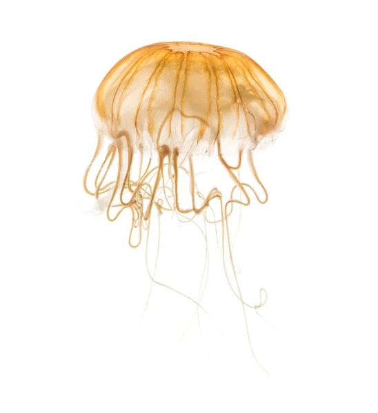 Japán tenger csalán, Chrysaora pacifica, fehér ellen medúzák — Stock Fotó