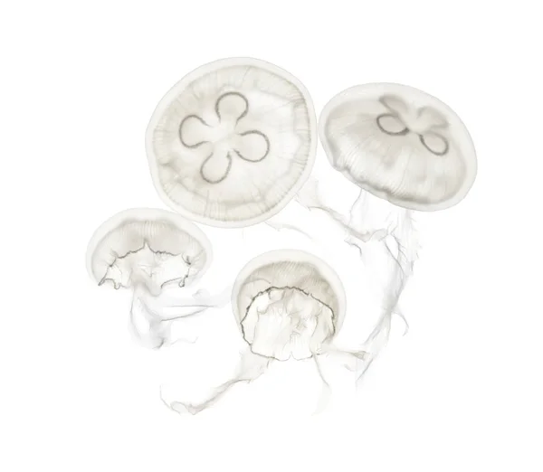 Group of Aurelia aurita jellyfish against white background — Stock Photo, Image