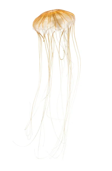 Japán tenger csalán, Chrysaora pacifica, fehér ellen medúzák — Stock Fotó
