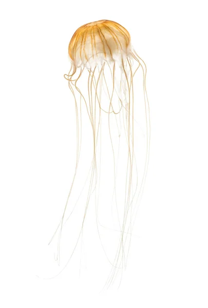 Japanese sea nettle, Chrysaora pacifica, Jellyfish against white — Stock Photo, Image