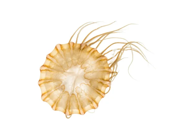 Japanese sea nettle, Chrysaora pacifica, Jellyfish against white — Stock Photo, Image