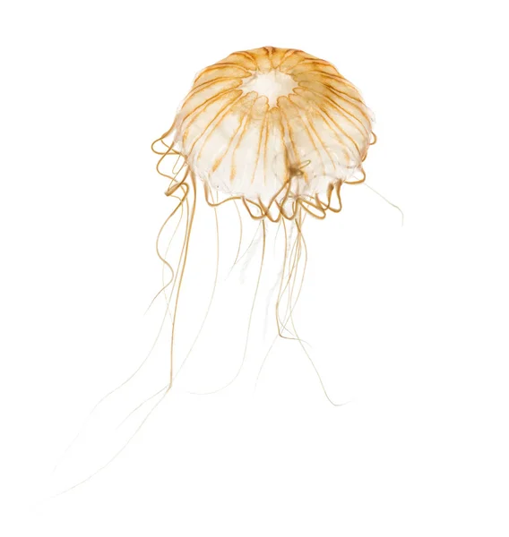 Японская морская крапива, Хрисаора мирная, Медуза против белой — стоковое фото