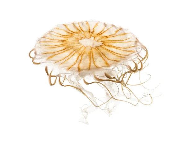 Japanese sea nettle, Chrysaora pacifica, Jellyfish against white — Stock Photo, Image