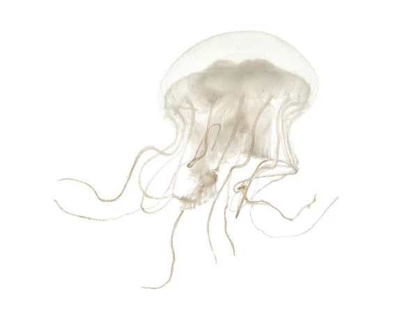 Disc jellyfish, Sanderia malayensis, swimming against white back — Stock Photo, Image