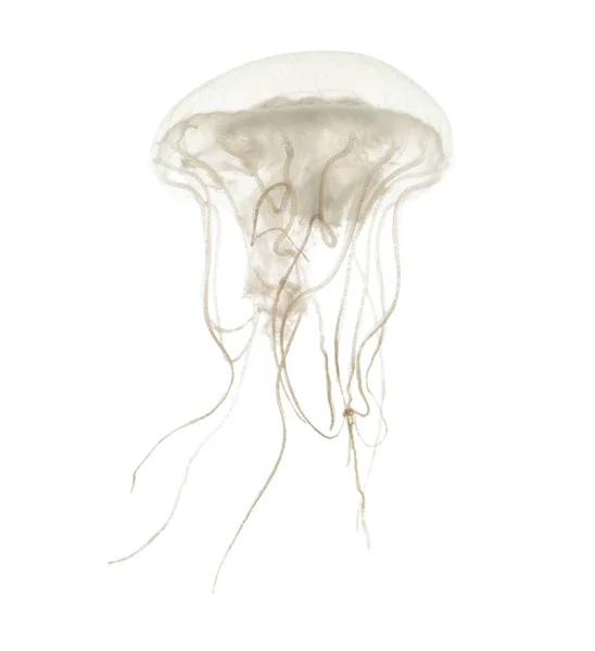 Disc jellyfish, Sanderia malayensis, swimming against white back — Stock Photo, Image