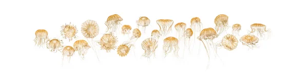 Japanese sea nettles, Chrysaora pacifica, Jellyfish against whit — Stock Photo, Image