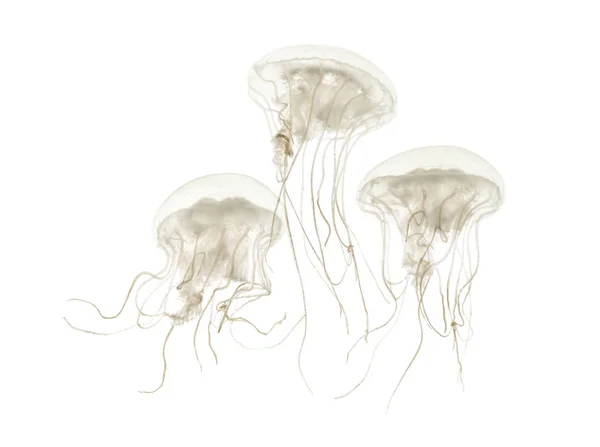 Medusas de disco, Sanderia malayensis, nadando contra la espalda blanca — Foto de Stock