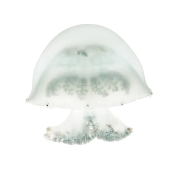Cannonball jellyfish or cabbagehead jellyfish, Stomolophus melea — Stock Photo, Image
