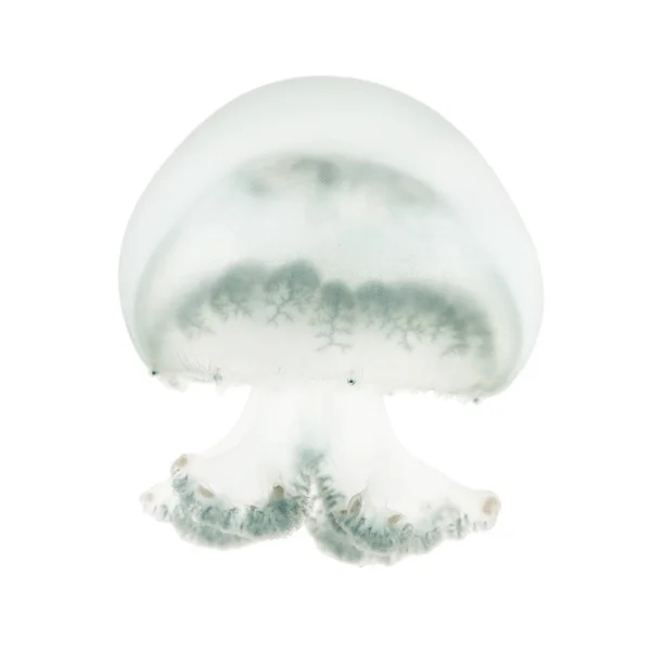 Cannonball jellyfish or cabbagehead jellyfish, Stomolophus melea — Stock Photo, Image