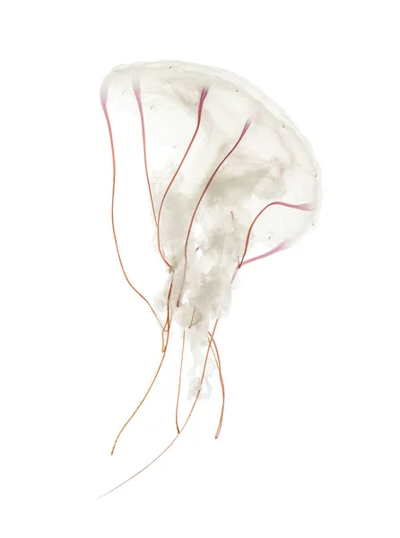 Пурпурно-полосатая медуза, Chrysaora colorata, плавающая против w — стоковое фото