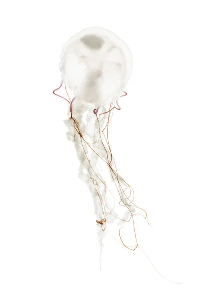 Lila-gestreifte Qualle, Chrysaora colorata, schwimmt gegen die Wand — Stockfoto