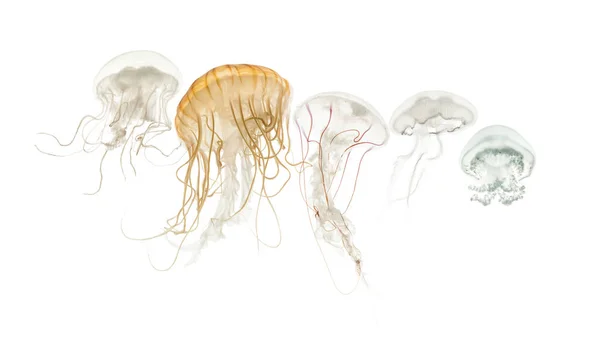 Common jellyfish, Aurelia aurita, Cannonball jellyfish, Stomolop — Stock Photo, Image