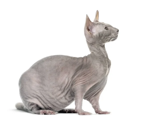 Chimera con gatto Sfinge Grigia e corpo di ratto contro dorso bianco — Foto Stock
