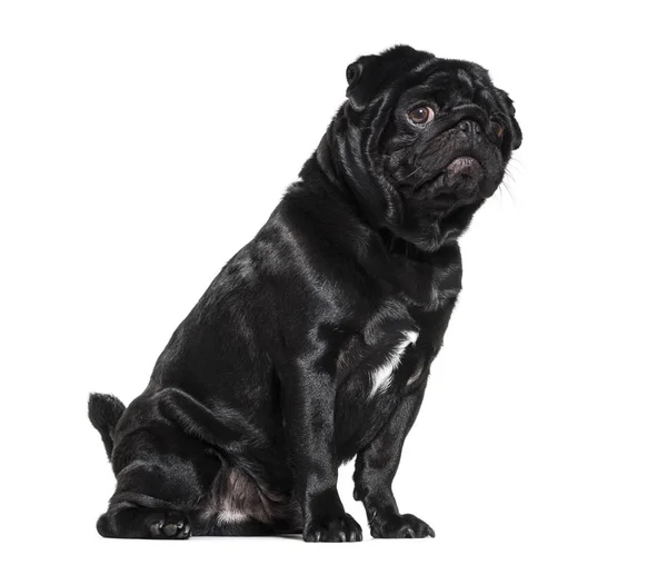 Mops, 1 år gammal, sitter mot vit bakgrund — Stockfoto