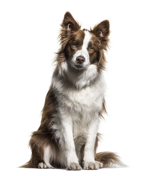 Border Collie, 1 year old, sitting against white background — Stock Photo, Image