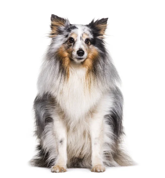 Sheltie som sitter mot vit bakgrund — Stockfoto