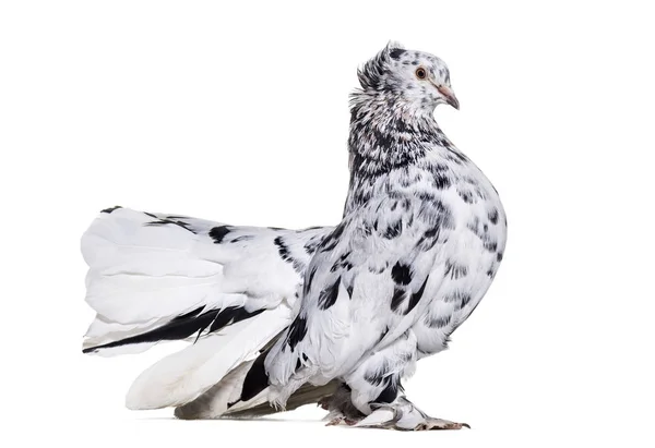 English Fantail pigeon portrait against white background — Stock Photo, Image