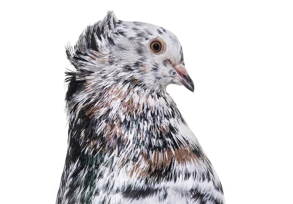 Engelse Fantail duif in profiel tegen witte achtergrond — Stockfoto
