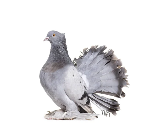 Inglés Fantail pigeon against white background — Foto de Stock