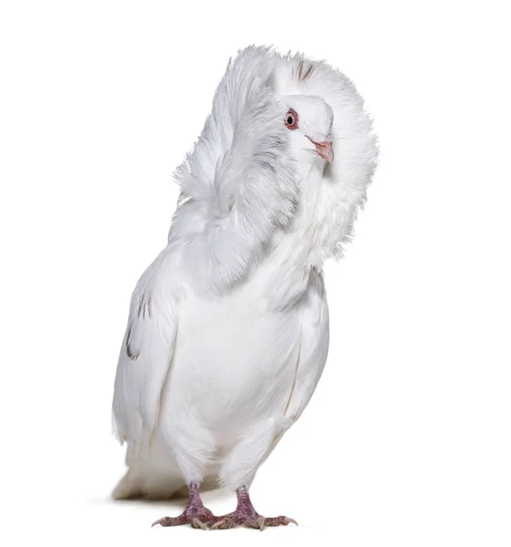 White Jacobin pigeon in portrait against white background — Stock Photo, Image