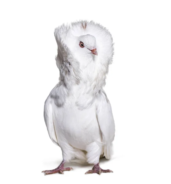 Paloma jacobina también conocida como paloma de fantasía o paloma capuchina lo — Foto de Stock