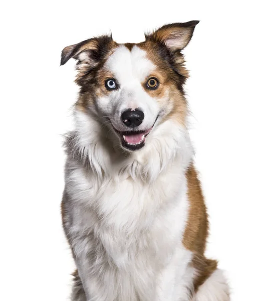 Border ποιμενικού σκύλου με ετεροχρωμία βλέπουν φωτογραφική μηχανή ενάντια στο λευκό — Φωτογραφία Αρχείου