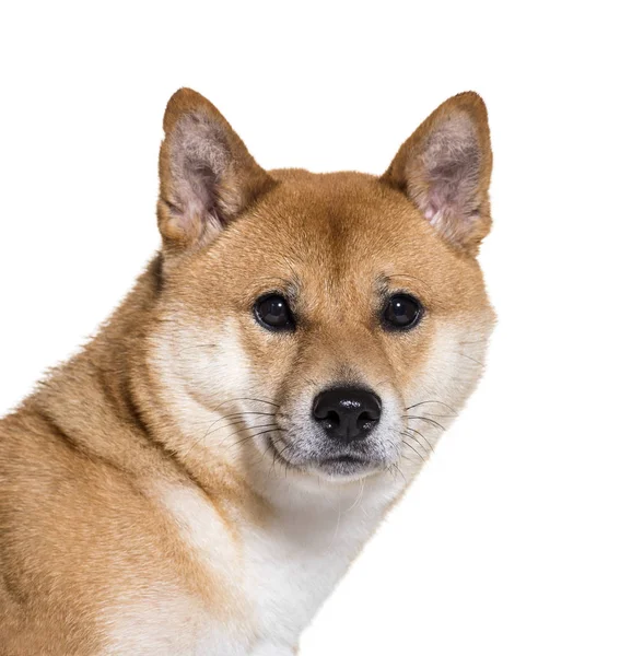 Shiba Inu kijken camera in dicht tegen de witte achtergrond — Stockfoto