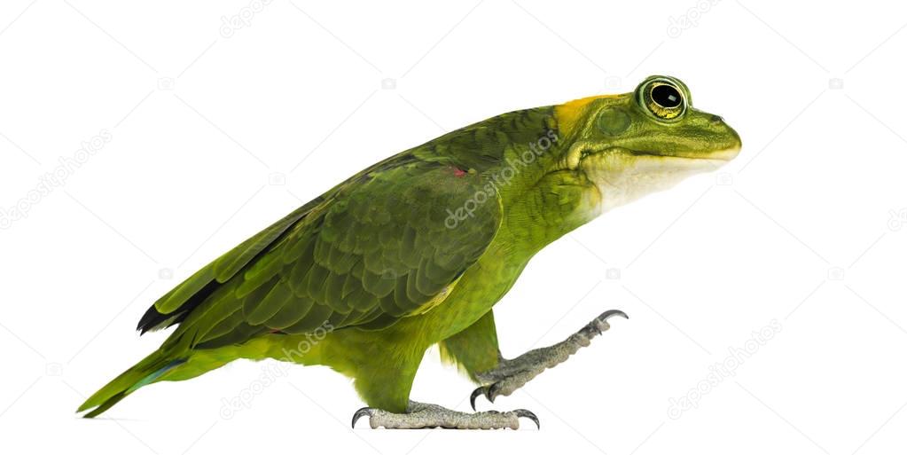 chimera with Yellow-naped parrot with head of frog, walking agai