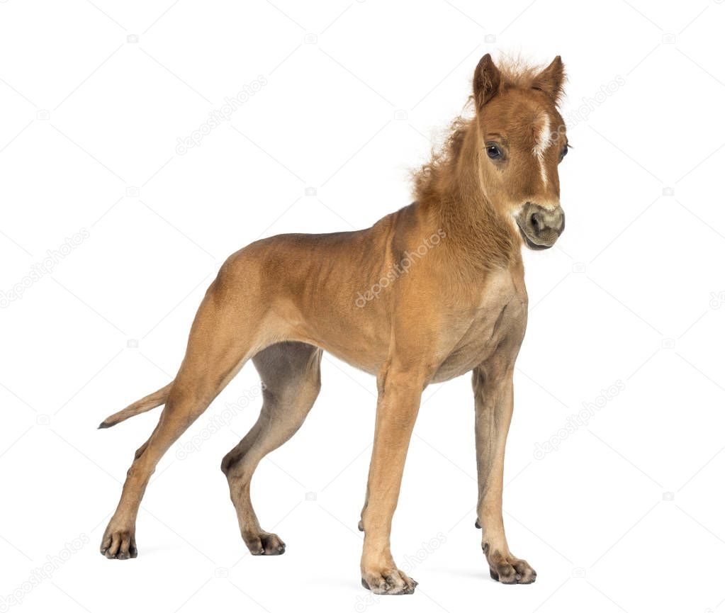 chimera with a Great Dane and a head of foal against white backg