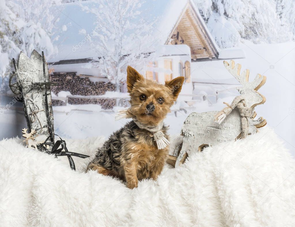 Yorkshire terrier sitting on fur rug in winter scene