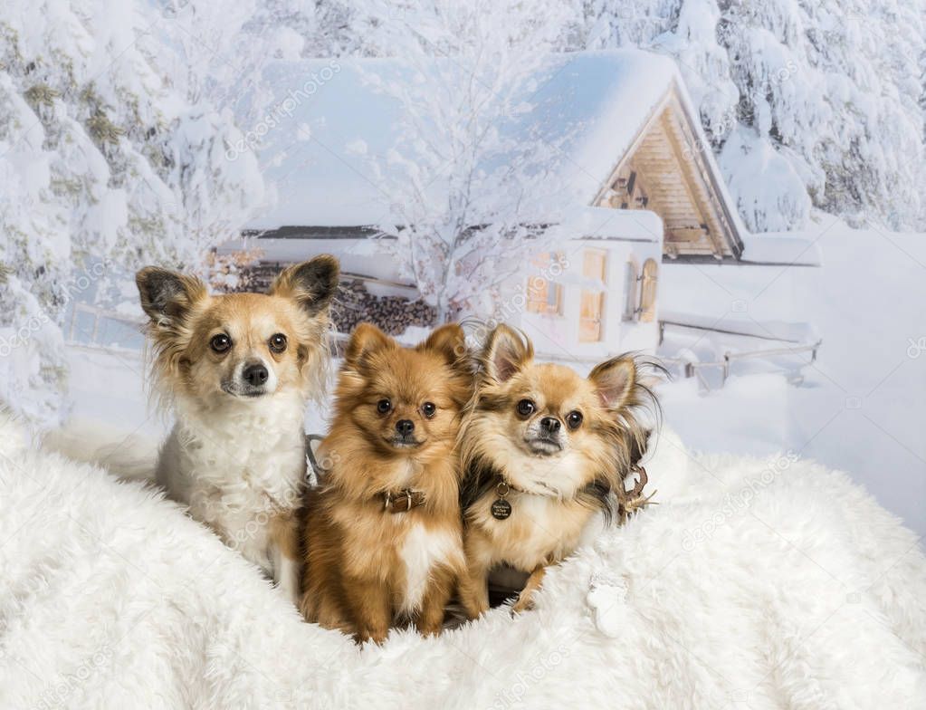 Three Chihuahuas sitting on white fur rug in winter scene