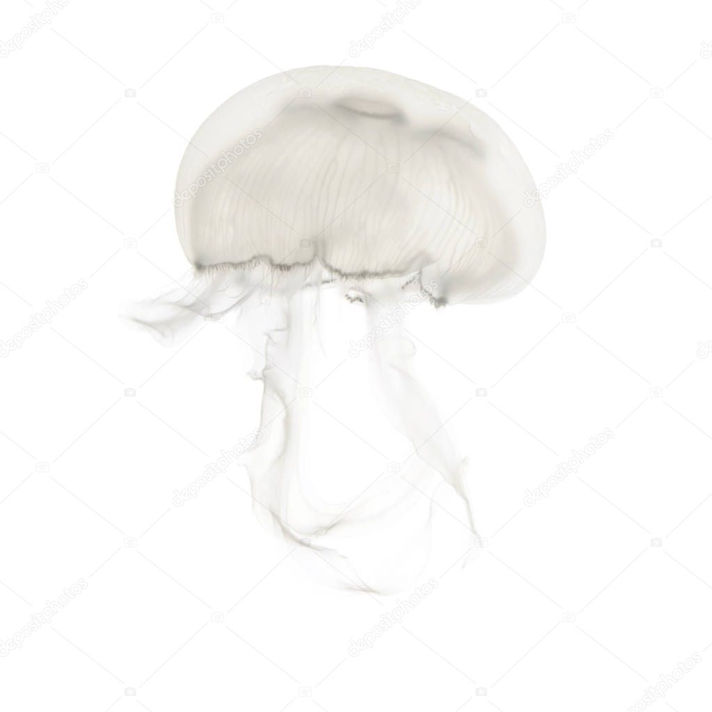 Aurelia aurita also called the common jellyfish against white ba