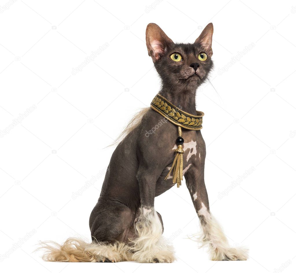 chimera with a Chinese Crested dog with the head of a Lykoi cat 