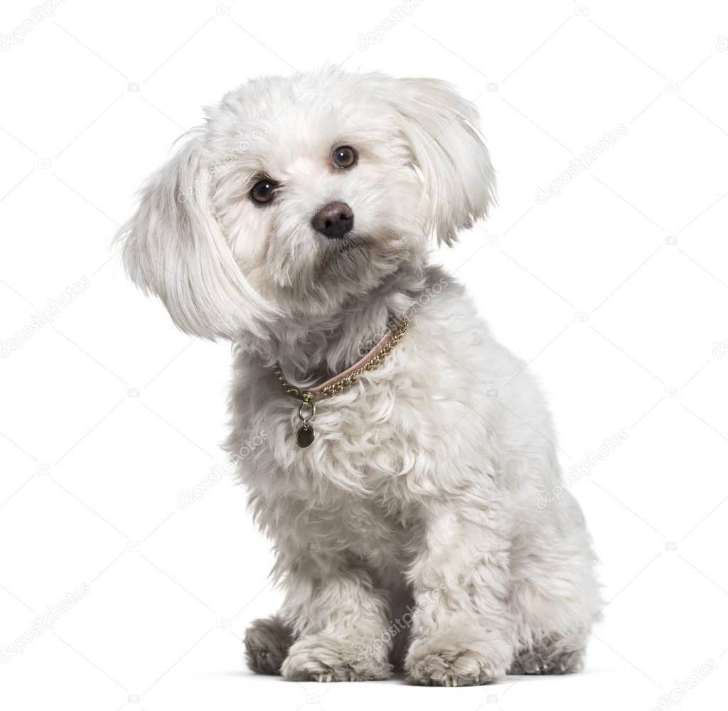 Maltese, 1 year old, sitting against white background