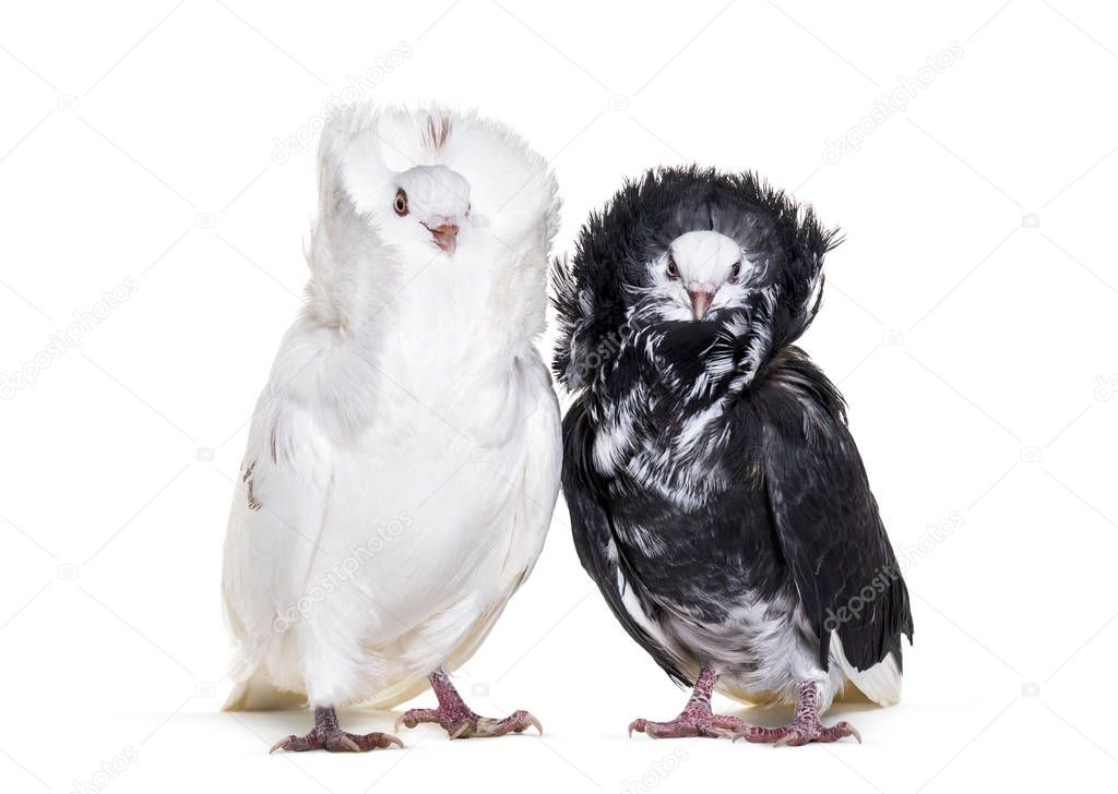 Black and white Jacobin pigeons against white background