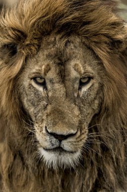 Erkek aslan Serengeti Ulusal Parkı'nda Close-Up