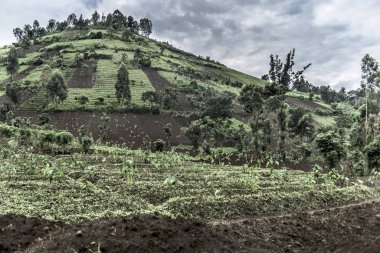 Nord Kivu 'daki Mountainside, Drc