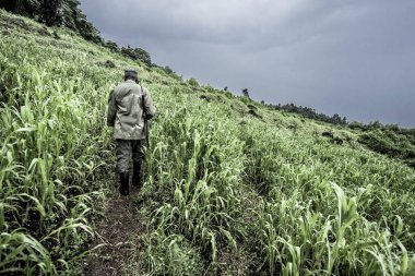 Nord Kivu, Drc 'deki eski ormanlarda rehberlik