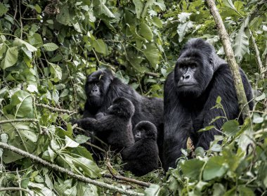 Moutanis gorilleri ailesi, bebek, anne ve baba, Virunga 'da