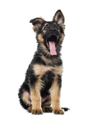 Yavru Alman Çoban Köpeği 9 haftalık, izole bir şekilde oturuyor ve esniyor.
