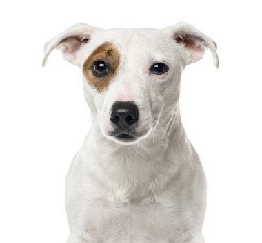 Beyaz izole bir jack Russell, yakın çekim