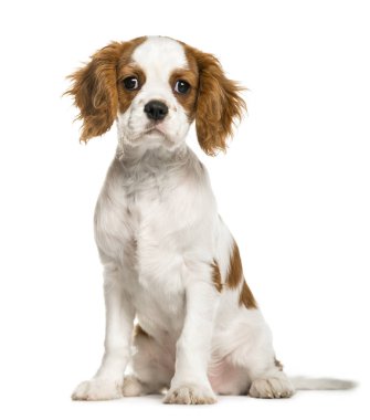 Cavalier King Charles Spaniel puppy, 3 months old, isolated on w