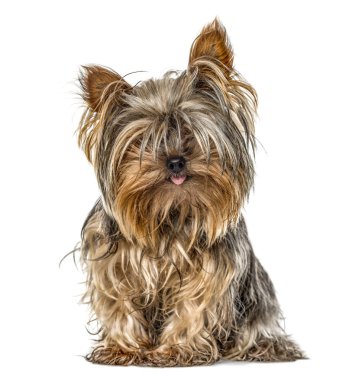 Yorkshire sitting and sticking tongue, isolated on white