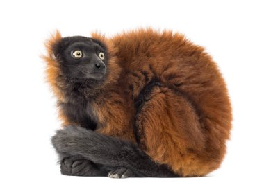 red ruffed lemur sitting, looking backwards, isolated on white